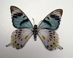 Papilio laglaizei mâle, revers.