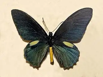 Description de l'image Papilionidae - Battus belus.JPG.