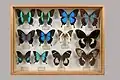 Muséum Requien, Avignon, collection Luault, Papilionidae, région Océanie