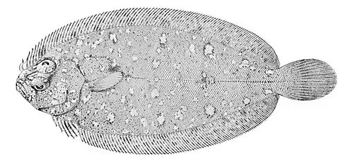 Parabothus coarctatus