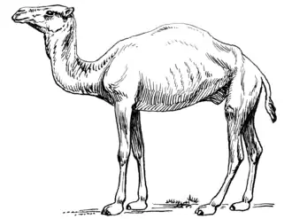 Description de l'image Paracamelus.png.