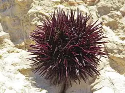 Oursin violet (Paracentrotus lividus), Méditerranée et Atlantique européen.