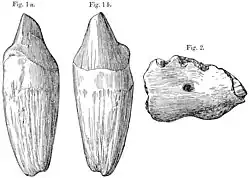 À gauche, une incisive pointue avec une longue racine, vue par la face extérieure et par la face intérieure ; à droite, un fragment de mandibule.