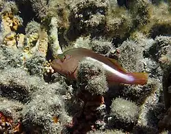 Paracirrhites arcatus