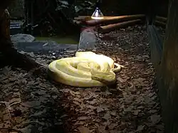 Python molure albinos.
