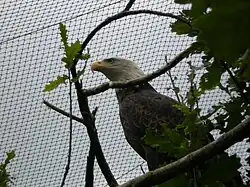 Pygargue à tête blanche.