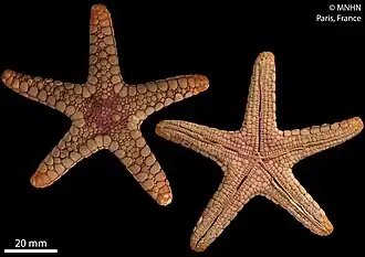 Paraferdina sohariae (holotype, MNHN).