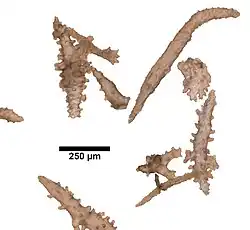Spicules de Paramuricea intermedia