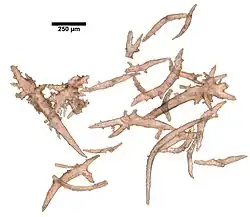 Spicules de Paramuricea spinosa