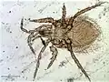Parasitellus ignotus.