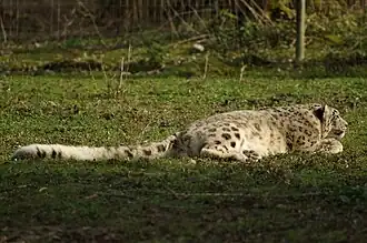 Photographie en couleur d'une panthère des neiges allongée