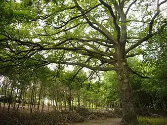 Image illustrative de l’article Parc du Bas-Fargeas