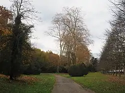 Photographie en couleurs d'une allée arborée.