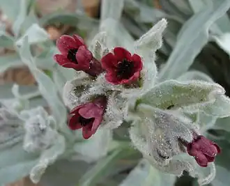 Cynoglosse à feuilles de giroflée