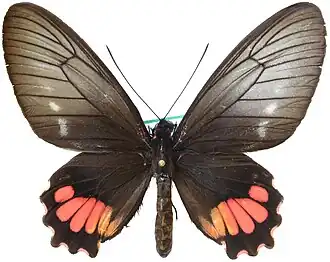 Parides lysander ssp. brissonius femelle