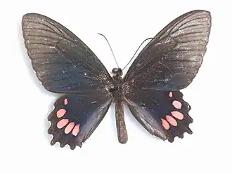Parides panthonus