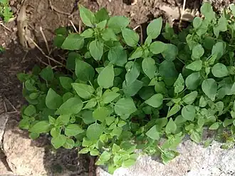 Description de l'image Parietaria debilis 138986558.jpg.