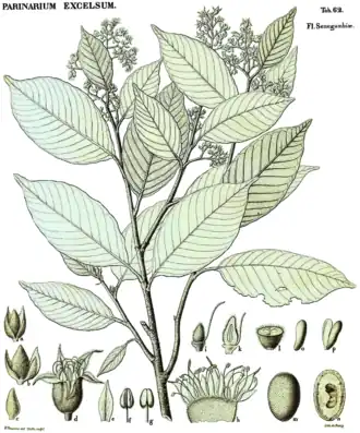 Description de l'image Parinari excelsa01, crop.png.