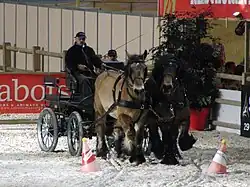 Dans une carrière d'un hall d'exposition, un attelage de chevaux lourds à la robe baie s’apprêtent à franchir deux cônes oranges surmontés de balles de tennis.