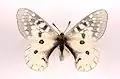 Parnassius clodius