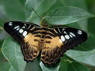 Description de cette image, également commentée ci-après