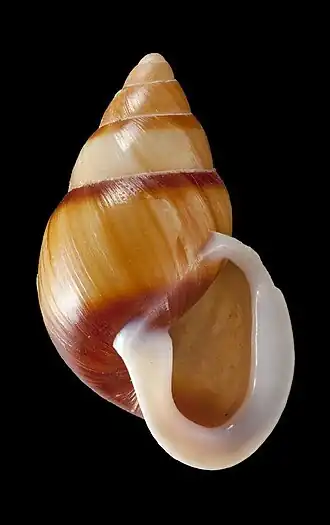 Description de l'image Partula faba one.jpg.
