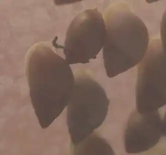 Description de l'image Partula mooreana marwell2.JPG.