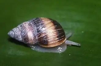 Description de l'image Partula suturalis.jpeg.