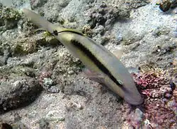 Parupeneus macronemus