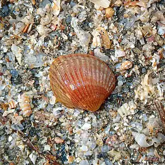 Description de l'image Parvicardium exiguum de Thau.jpg.