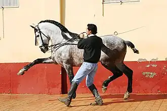 Cheval tendant ses jambes avec un homme qui lui donne des instructions, vus de profil.