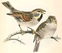 Moineaux de la mer Morte (Passer moabiticus), spécimen mâle à gauche, femelle à droite.