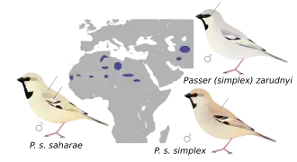 Répartition des différentes sous-espèces.