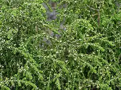 Passerine hérisséeThymelaea hirsuta