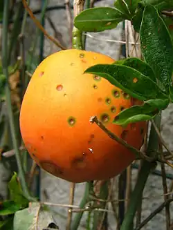 Fruit de passiflore bleuâtre.