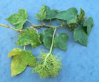 Description de cette image, également commentée ci-après