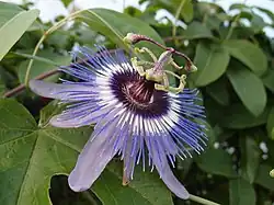 Passiflora 'Jardin Jungle 2'