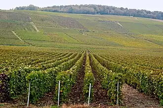 Image illustrative de l’article Vignoble de Champagne