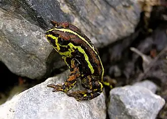 Description de l'image PatagonianToad.jpg.