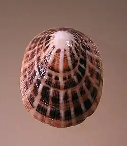 Scutellastra peronii.