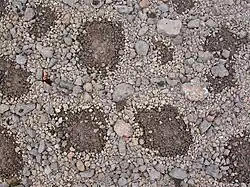 Lithalsas du plateau Jeannel (2005)