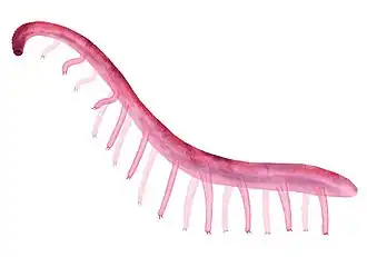 Restitution paléoartistique de Paucipodia inermis.