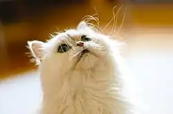 Portrait d'un persan chinchilla.