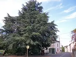 Cèdre au centre du village.