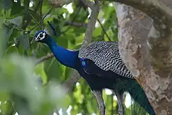Paon bleu  la longue queue au plumage ocellé qui permet au mâle de « faire la roue », Le paon bleu est traditionnellement utilisé comme ornement des grands parcs