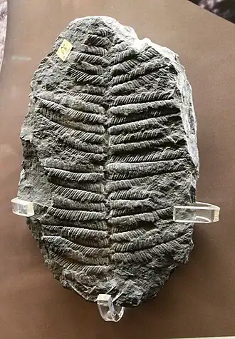 Description de cette image, également commentée ci-après