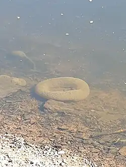 Pectinatelle sous l'eau.