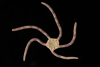 Ophiopsammus assimilis.