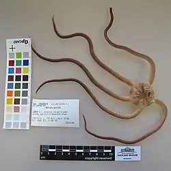 Ophiopsammus maculata.