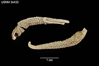 Bras d’Hydrasterias improvisus